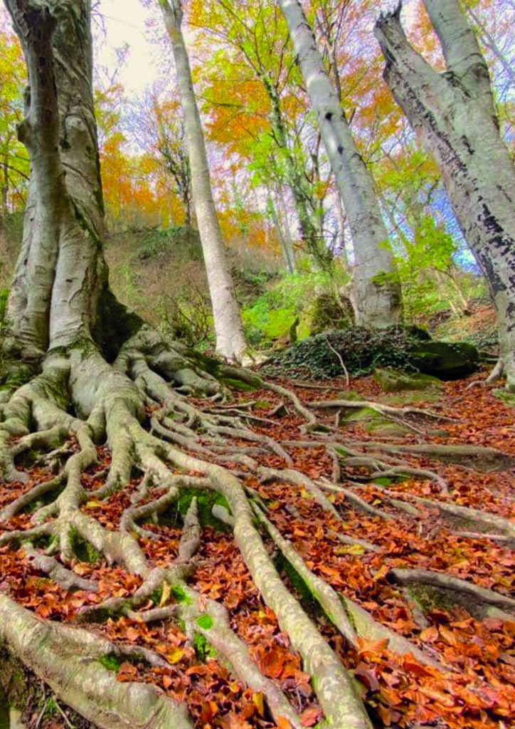 GREVOLOSA TRAIL BARCELONA